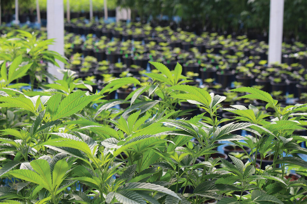 grower producer strains greenhouse nursery pajaro