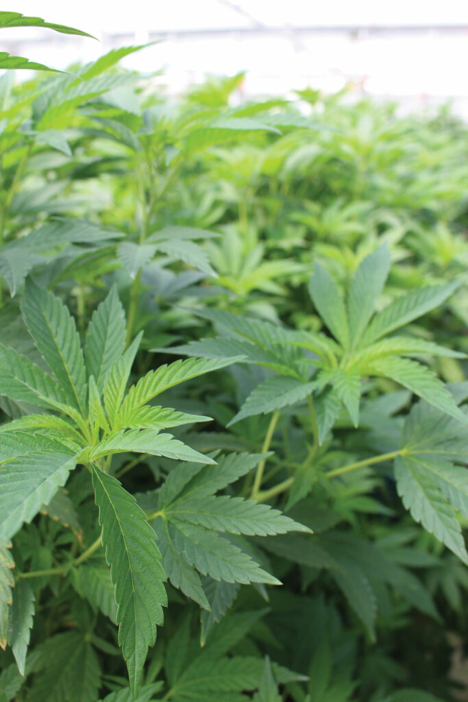 grower producer strains greenhouse nursery pajaro