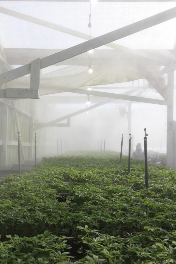 grower producer strains greenhouse nursery pajaro