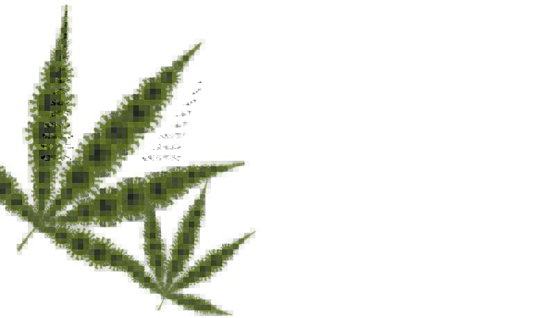 No, cannabis does not cure COVID-19