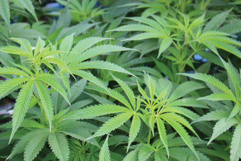 Permits out for Cannabis Operators in SLO