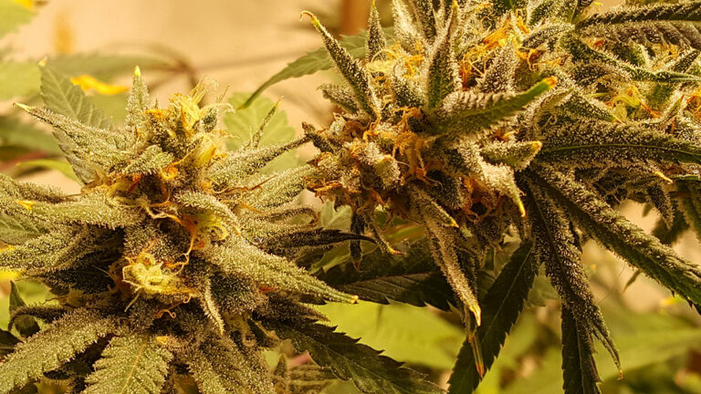 Cannabis Tax generates millions First Quarter of 2019
