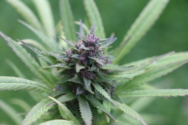 Lawsuit aims to keep local cannabis control