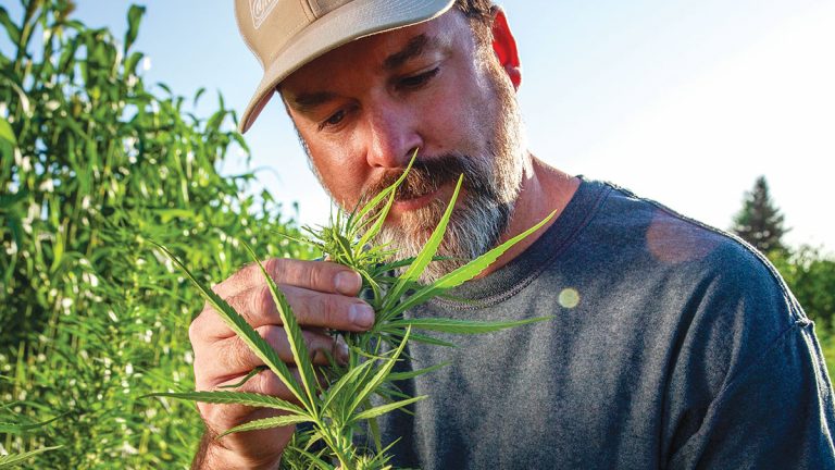 New Hemp Rules Created a Market Glut, But Industry Remains on Hold