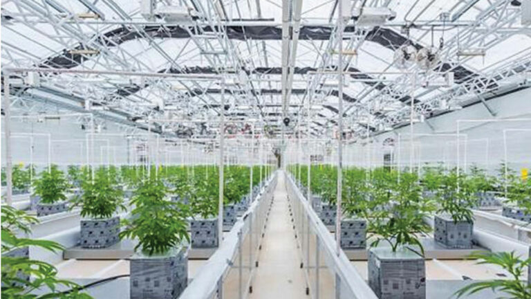 Why NorCal’s PowerPlant Park is an 18-Acre Cannabis Revolution