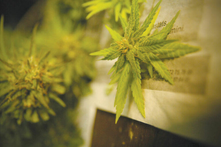 The Year in Weed: Despite some rough patches, cannabis made advances