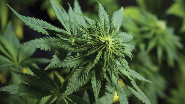 Cannabis and Covid: Despite a recent study, the crazies are still wrong