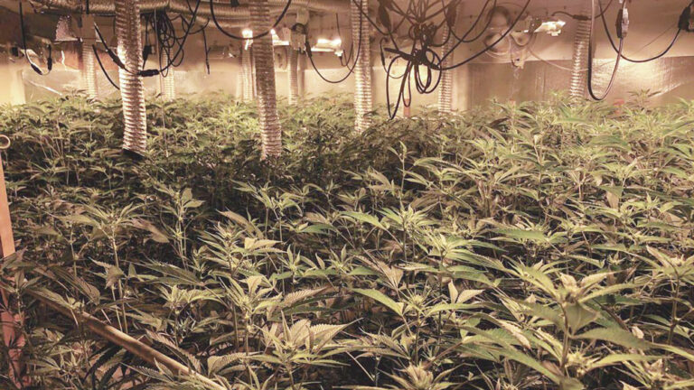 The Fake War: Until cannabis is legalized on a federal level, politicians and police will continue their political theater