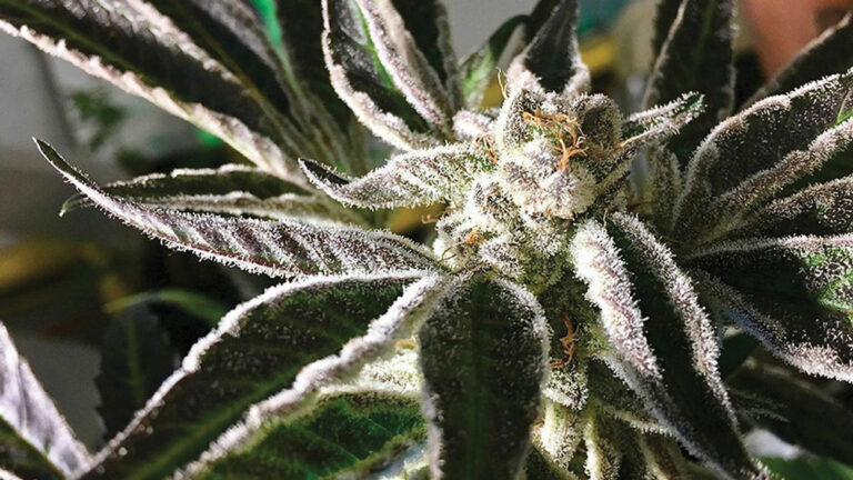 Greek Weed