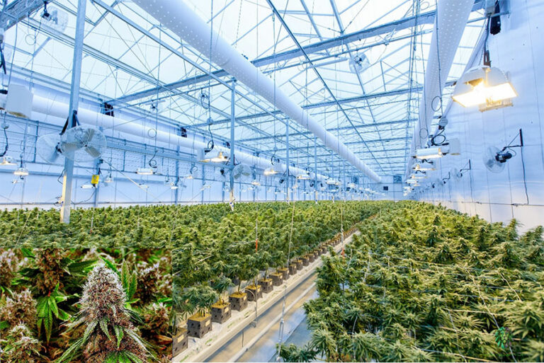 The Apple Campus of Weed: PowerPlant Park creates jobs in Richmond