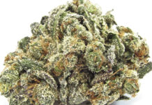 Reefer Madness: Spurious claims about cannabis causing psychosis are making a comeback