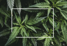 The Year in Cannabis cannabis year in review