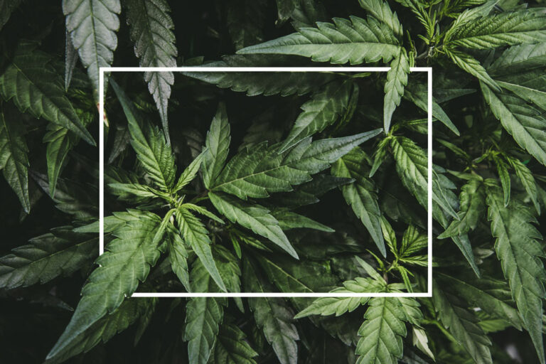 The Year in Cannabis
