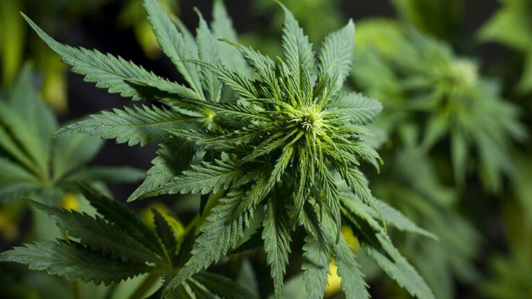 A Long Hard Slog: By refusing to issue dispensary licenses, local governments are propping up the illicit market