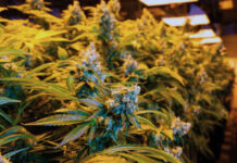 THC Levels Only Tell Part of the Story